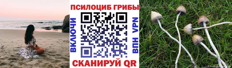 цены   Котельники  Псилоцибиновые грибы Cubensis 